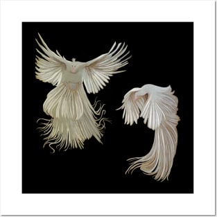 Albino Peacock Study Posters and Art